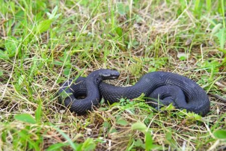 гадюка Никольского (vipera-nikolskii)